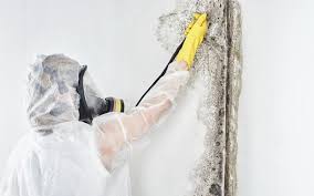 Mold Inspection vs Mold Testing vs Mold Remediation | Beacon